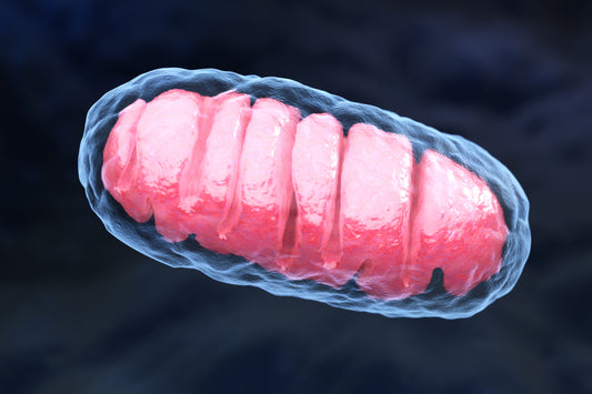 Boost Your Mitochondria